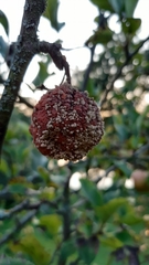 Monilinia fructigena