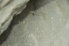 Chondrina