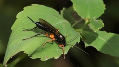 Pimpla pedalis