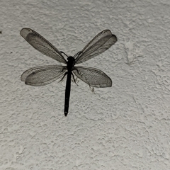 Myrmeleon formicarius