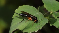 Pimpla pedalis