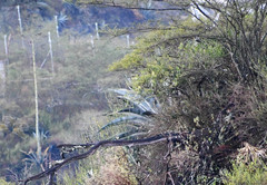 Agave cordillerensis