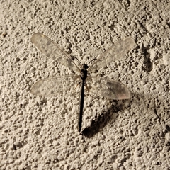 Myrmeleon formicarius