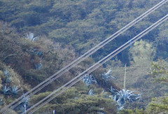 Agave cordillerensis