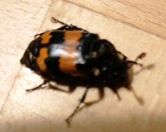 Nicrophorus investigator