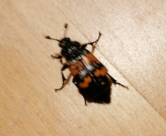Nicrophorus investigator