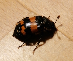 Nicrophorus investigator
