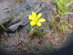 Moraea galaxia