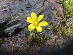 Moraea galaxia