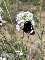 Alypiodes flavilinguis