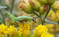 Diabrotica barberi