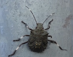 Halyomorpha halys