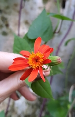 Pseudogynoxys benthamii