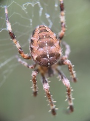 Araneus diadematus