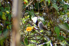 Myiophobus crypterythrus