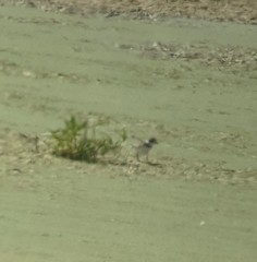 Charadrius semipalmatus