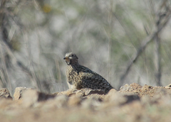 Thinocorus orbignyianus orbignyianus