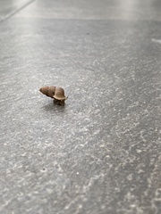 Choanopomops largillierti