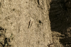 Erechthias fulguritella