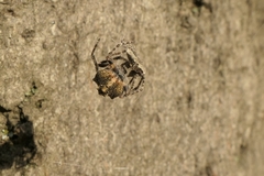 Erechthias fulguritella