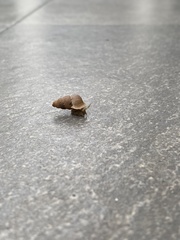 Choanopomops largillierti