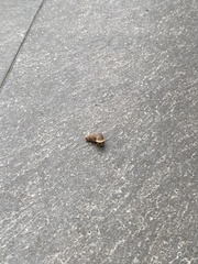 Choanopomops largillierti