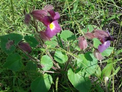 Proboscidea louisianica