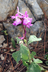 Orchis anatolica