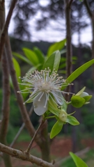 Eugenia involucrata