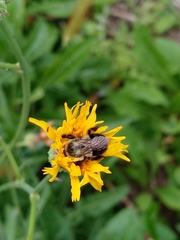 Bombus impatiens
