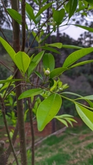 Eugenia involucrata