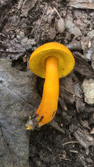 Aureoboletus auriflammeus