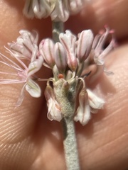 Eriogonum racemosum