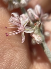 Eriogonum racemosum