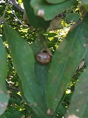 Mastophora yeargani