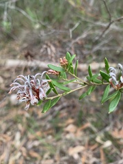Grevillea sphacelata