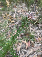 Grevillea sphacelata