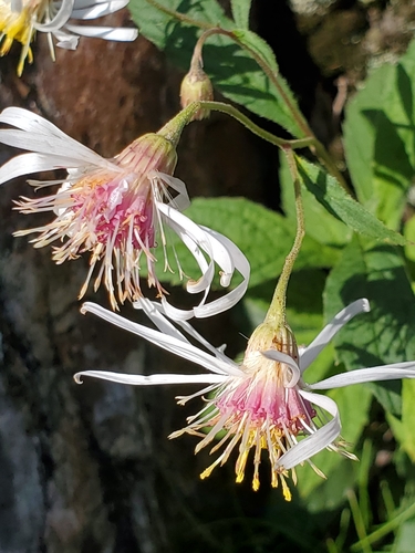 whorled wood aster