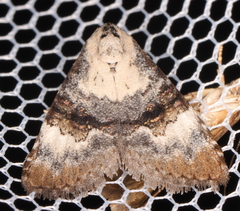Acatapaustus leucospila