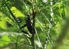 Acanthocephala thomasi
