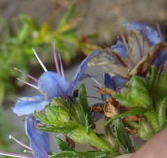 Lobostemon paniculatus