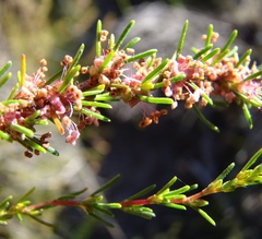 Cliffortia erectisepala