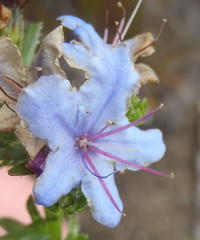 Lobostemon paniculatus