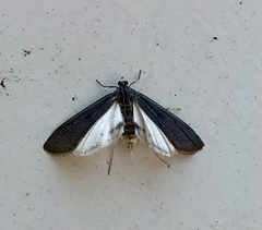 Acentria ephemerella