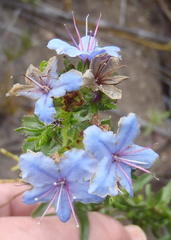 Lobostemon paniculatus