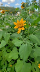 Tithonia thurberi