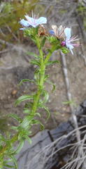 Lobostemon paniculatus