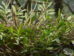 Epidendrum blepharistes