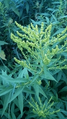 Solidago