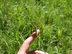 Carex panicea